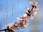 Wallpaper der Japanische Kalligraphie der Frühling