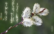 Japanische Kalligraphie Hintergrundbilder Der Frühling
