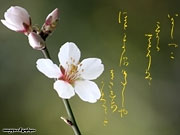 Caligrafía japonesa. Papel tapiz la primavera