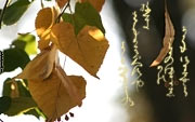Фотообои Осень, японская каллиграфия кана - стихи