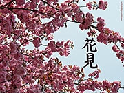 Цветущая сакура и кандзи Ханами