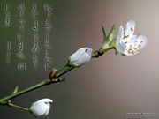 Обои для рабочего стола японская каллиграфия и цветы