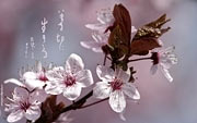 Фотообои для рабочего стола Весна, японская каллиграфия 