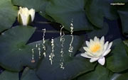 Обои для десктопа японская каллиграфия и цветы